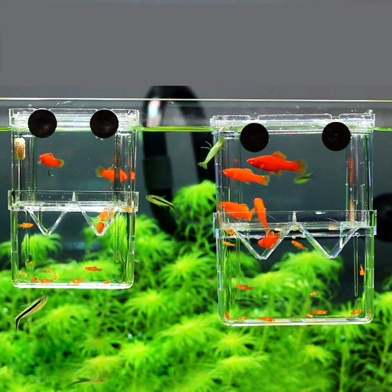 Aquarium Fish Betta - Caja de aislamiento para cría de