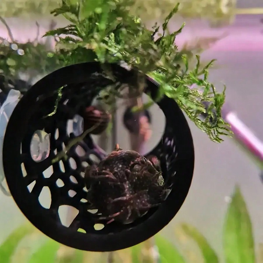 Escondite para peces Betta, tu - Aquarium Fish Betta reseña y precio